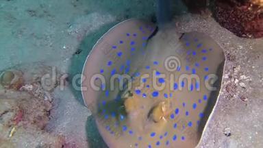 红海的鱼，泰尼乌拉兰玛斑点彩带尾线躺在沙滩上，或漂浮在红海礁的珊瑚中